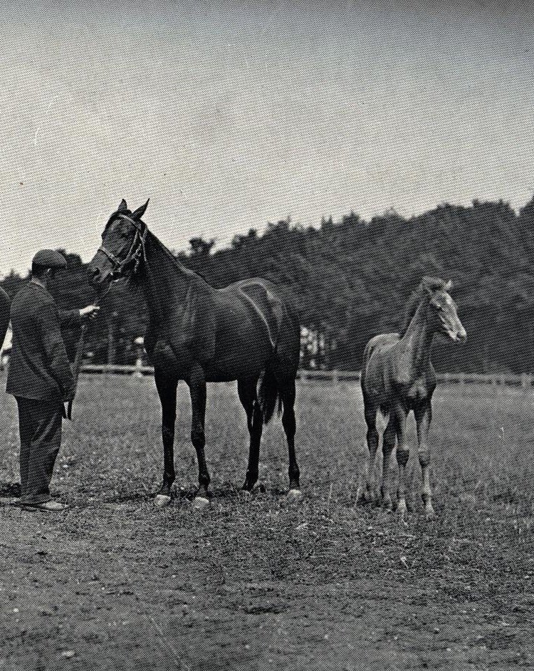 La Fleche completed the 1892 Fillies Triple Crown. Her only loss that season came in the Derby, when she was the victim of an incompetent ride, finishing second to Sir Hugo. She settled matters with Sir Hugo decisively in the St Leger. *Pictured with her foal, Strong Bow.