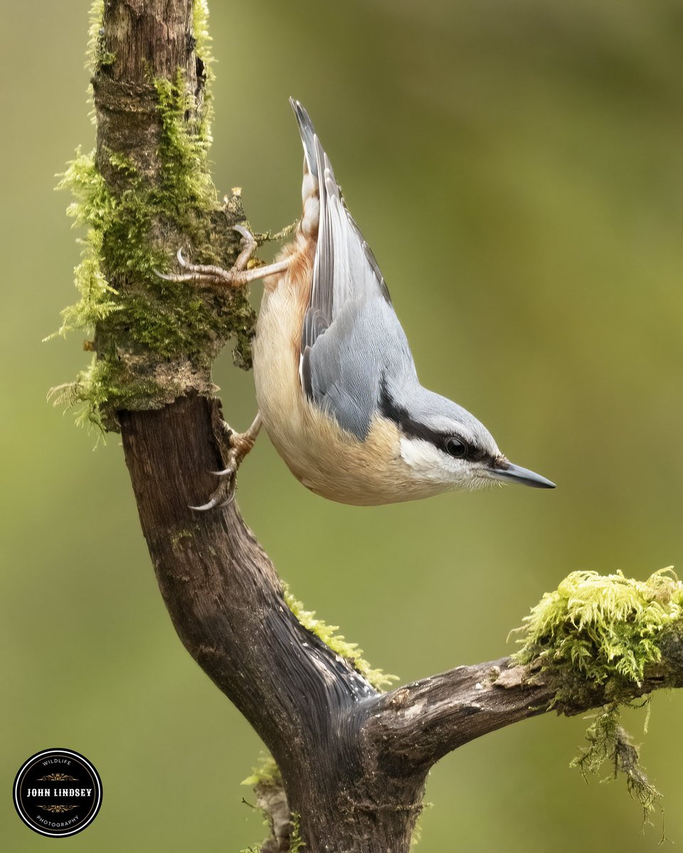 'Absolutely thrilled to share this shot from last week's shoot - behold, the enchanting nuthatch striking a pose! These delightful woodland birds hold a special place in my heart with their striking blue-gray plumage, bold black eye line. Stunning. @UKNikon @Natures_Voice