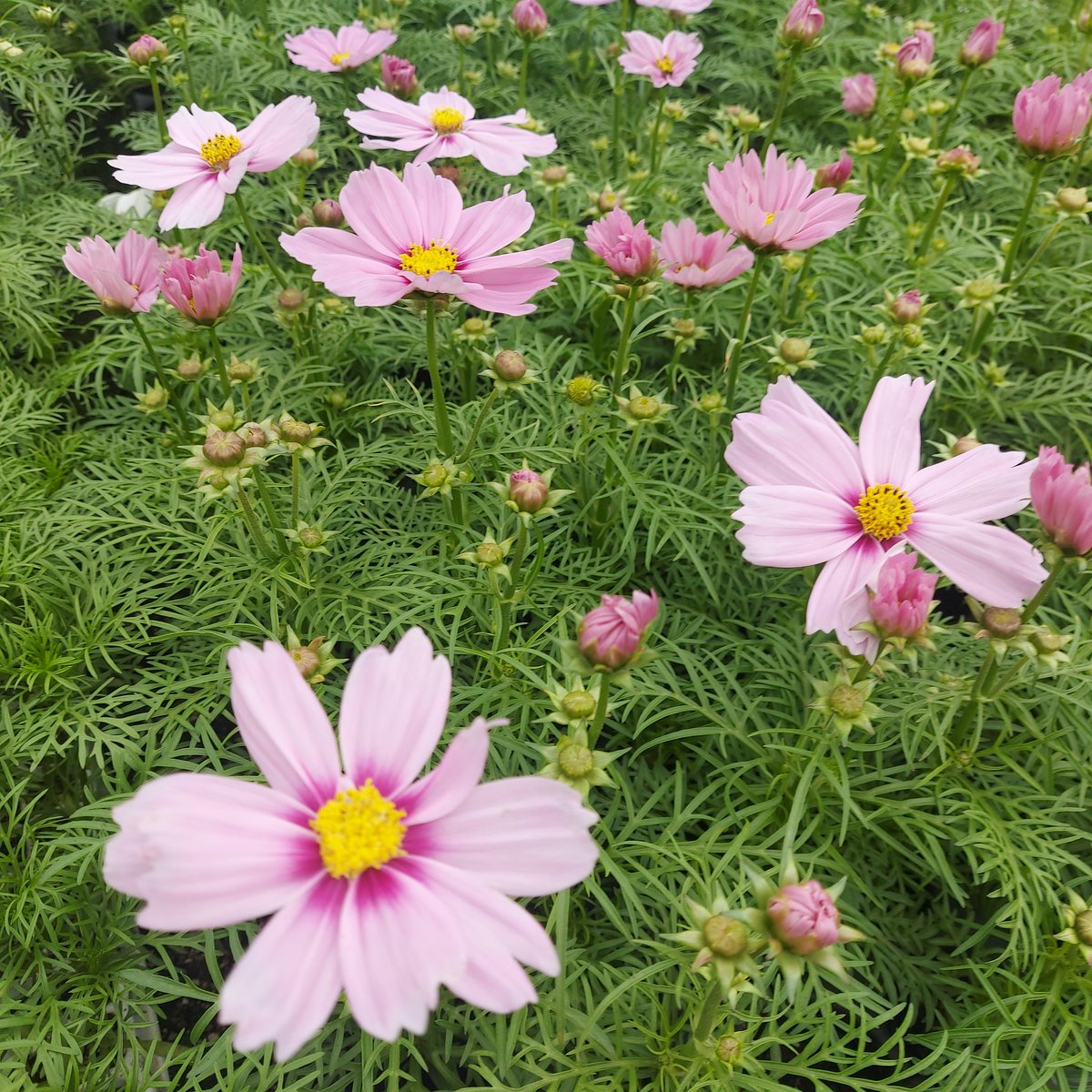 Cosmos 😍😍😍 I took these at work earlier today 🤍🩷