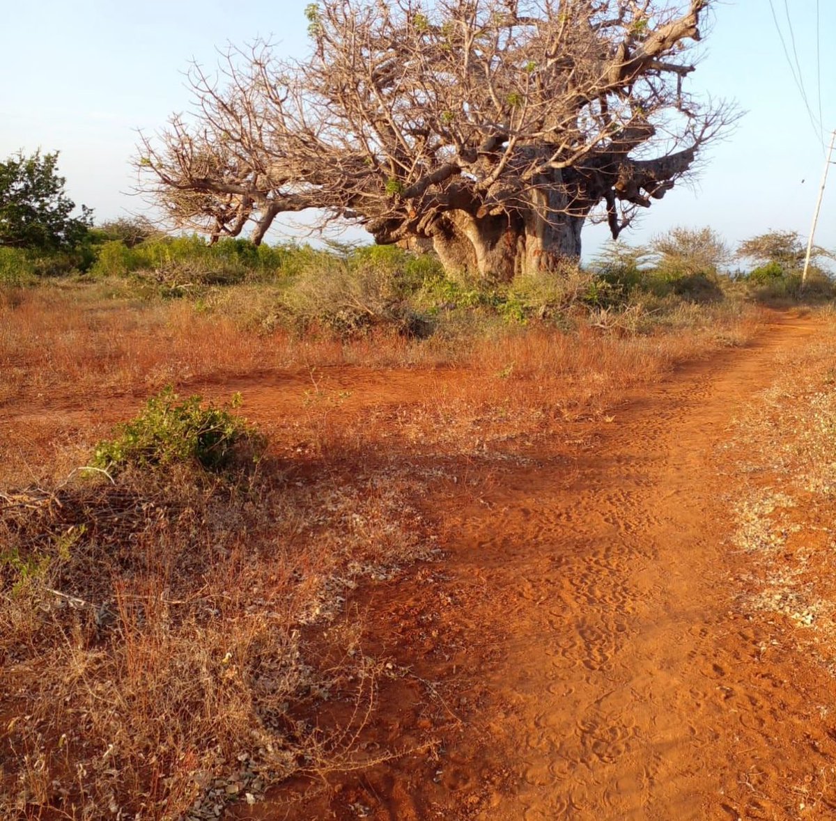 Discover the beauty and significance of baobab trees on Pate Island. These ancient giants combat climate change, offer superfood fruits, and hold cultural importance.Appreciate their resilience and environmental impact #ArchipelagoFarms #BaobabTrees #PateIsland #SustainableLiving