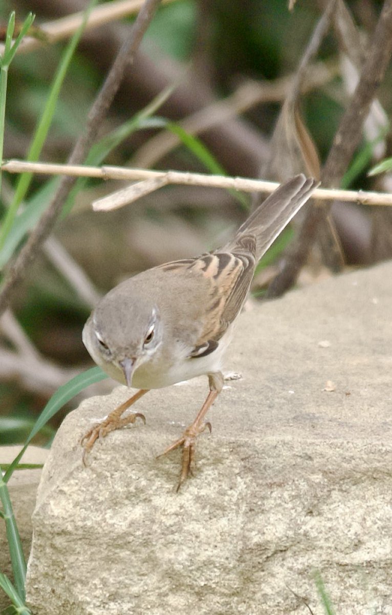 Common whitethroat - Curruca communis - Akgerdanlı ötleğen

#BirdsSeenIn2024 
#birdwatching #birdphotography #BirdsOfX #naturelovers #GardenersWorld
#NaturePhotography #NatureBeautiful #flowerphotography #wildlifephotography #nikonphotography #hangitür