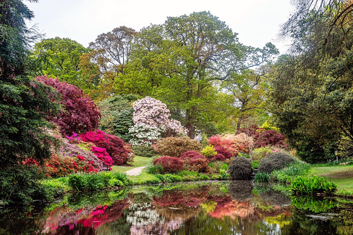 It was 101 years ago, almost to the day, that plant hunter, Frank Kingdon-Ward, wrote to the Royal Botanical Garden Edinburgh saying that Exbury will be “the eighth wonder of the world.” We’re inclined to think he was right. Come and see for yourself. Photo: Max Willcock/BNPS