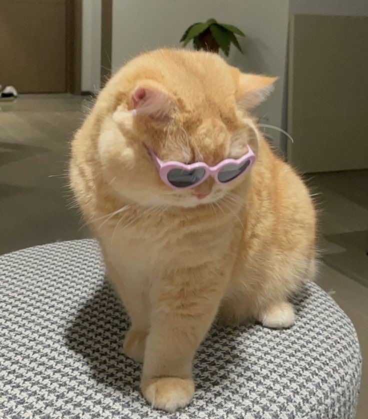 วันนี่เสียใจที่สุด แต่ไม่เป็นไรเข้าใจทุกคน เชิ่ด 😎
🥹🕶️🤏🏻