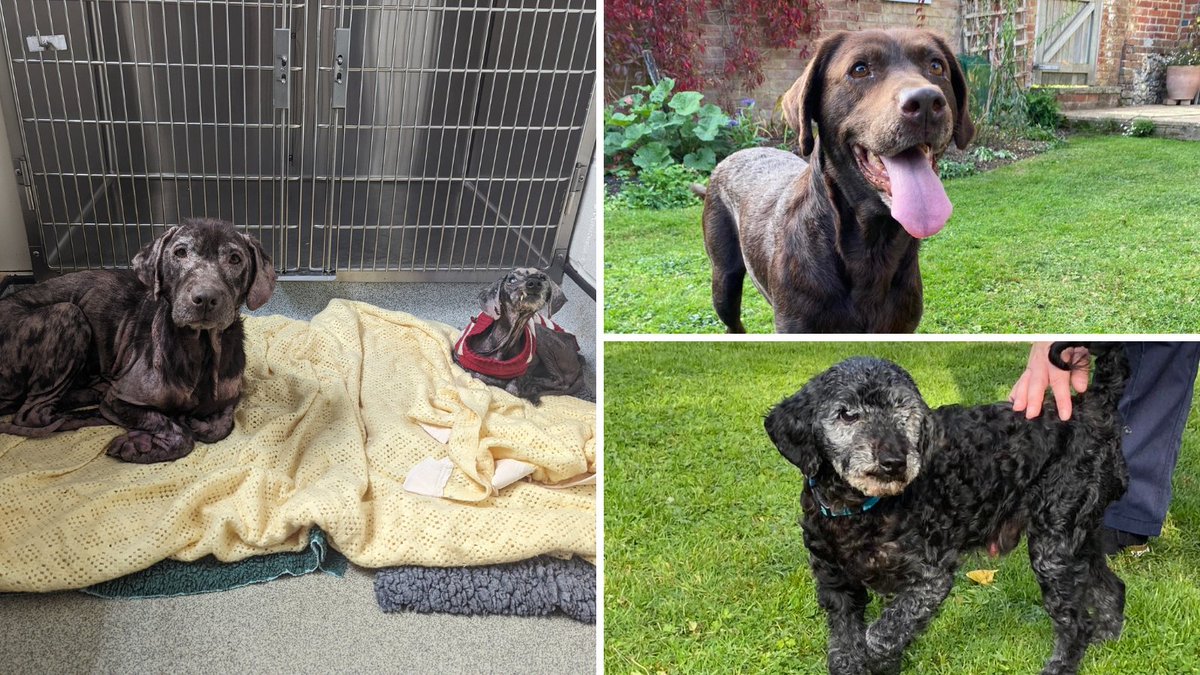 Please retweet to help William and Poppy find a home together #THANET #KENT #UK 🔷AVAILABLE FOR ADOPTION, REGISTERED BRITISH CHARITY - RSPCA 🔷 9-year-old William and Poppy were found abandoned in an awful state down a country lane back in July. After 9 months in foster care,