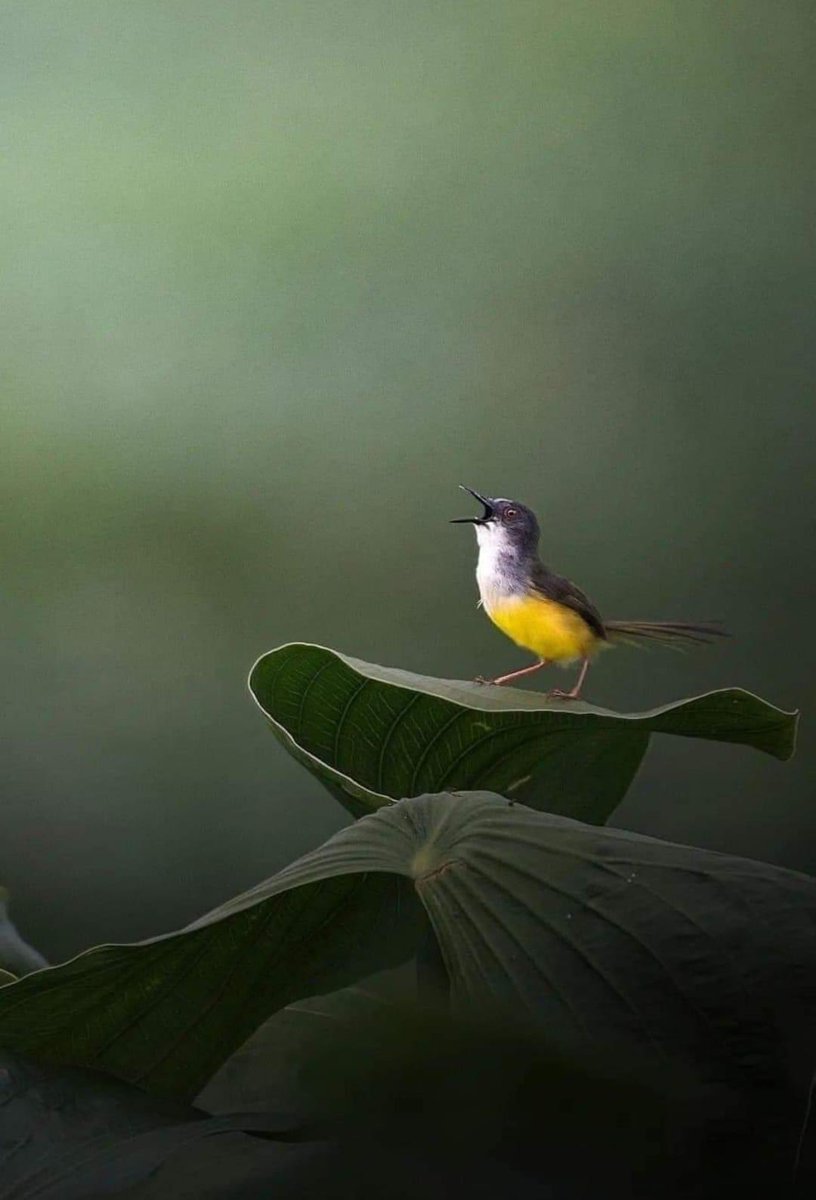 'Pour les enfants des temps nouveaux, restera-t-il un chant d'oiseau ?'
Jean Ferrat.