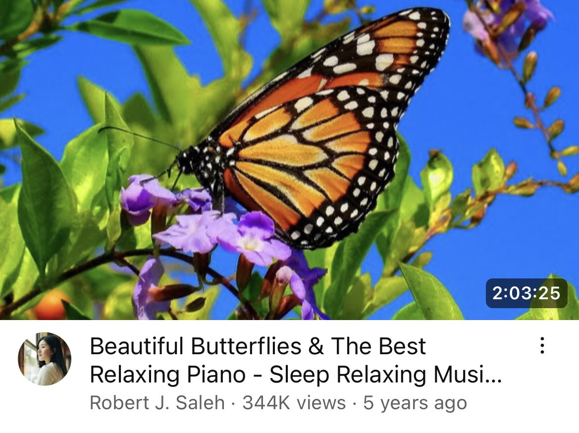 Virgillia: Stares at butterfly screensavers meant for dogs because it’s “beautiful”