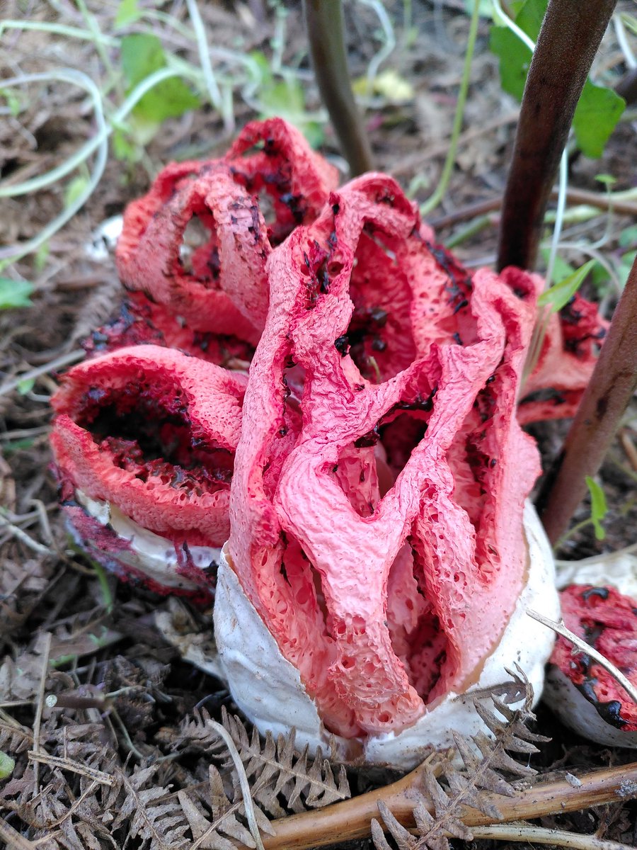 Scilly is the place that keeps on giving. Ending our trip meeting Red Cage Fungus (Clathrus ruber) for the first time! 😍 It's as delightfully weird in person. Hugely grateful to local naturalists (especially @julianbrans) for sharing the joys of this wonderful place with us ☺️
