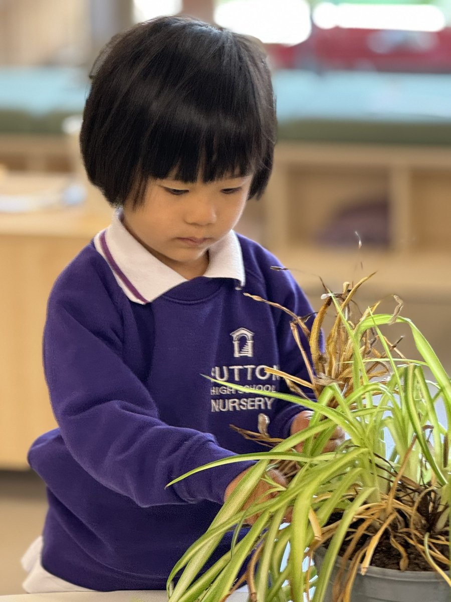 One of our youngest scientists, looking after a plant to make it, “Grow green and strong again.” She cares. @SuttonHighGirls @SuttonHighGirls @GDST @kewgardens @SuttonHighDH @PSHeadSutton @The_RHS