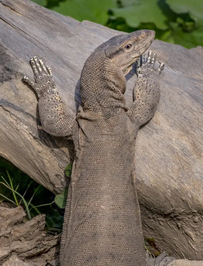 En el año 2022, 4 hombres violaron a un lagarto monitor y luego se lo comieron.  Y se sabe porque fueron grabados por cámaras de seguridad. Esto sucedió en India, y al parecer estos hombres lo hicieron por diversión y creo que es suficiente internet por hoy.