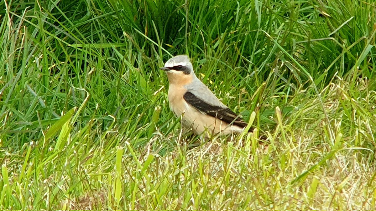 An impressive 21 wheatear were logged this morning at castle hill; including at least 13 Greenland type birds. Later three common crane were seen flying inland trektellen.org/count/view/3815