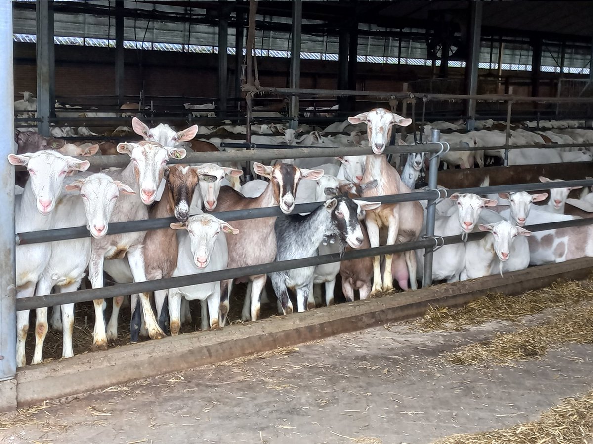 melkgeiten's tweet photo. @PeterDruijff Gelukkig hebben we nog #perspulp kunnen krijgen,bij de brand waren de slurven vernield. Collega geitenboer bedankt hiervoor!
Een #restproduct van de #bieten voor suiker
Een smakelijk energierijke voeding die een stimulerende werking heeft op de #melkgift
#Geiten staan te popelen! https://t.co/mMapg74A6k