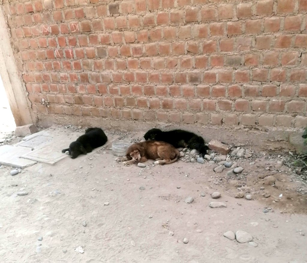 Empieza la semana con un caso de maltrato a una perrita mayor y otro de abandono de cachorros 😞💔💔💔 Ayúdenme a ayudarlos 😭🙏🏼 temporales y atención veterinaria urgente. Contacto 934 962 128