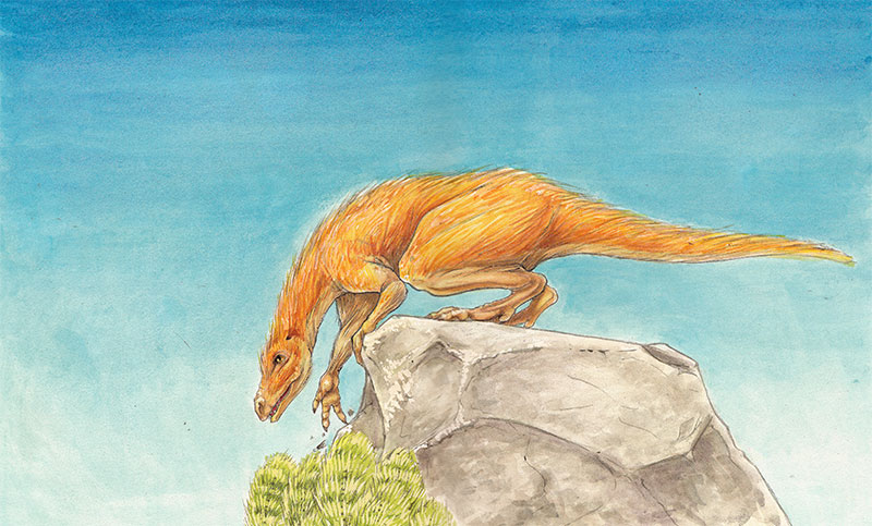 PalaeoE's tweet image. New #theropod #dinosaur named based on leg #fossils from the #Jurassic #BlueLias in #Dorset, England. It is the second-oldest member of #Theropoda known from the UK. The bones were originally unearthed in 1859, showing new discoveries still come from #HistoricalCollections.