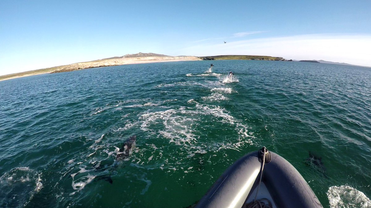 Today has been one of those days when I have no regrets whatsoever about giving up my office job to enjoy life in the #FalklandIslands 🌞🐬😎