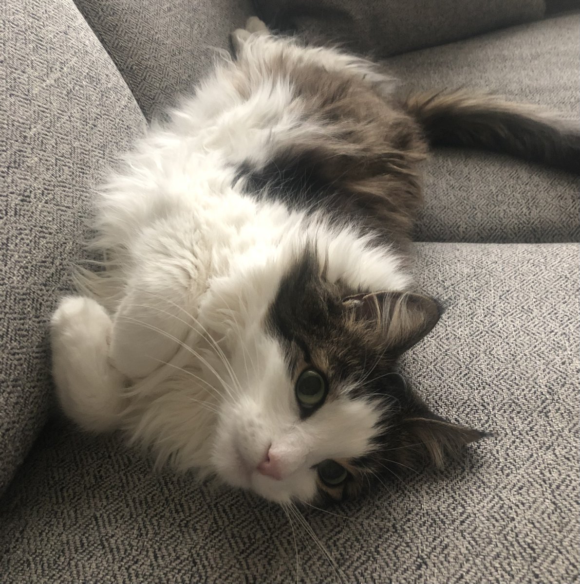 "WHAT!? I'M IN THE SUDBURY STAR?!"
Yes, Tulip, Bonnie Kogos has done a terrific column on your book, VIKING CAT - Saga of Tulip the Brave on Manitoulin Island. Here's the online version. (In Tuesday's paper.)
thesudburystar.com/entertainment/…