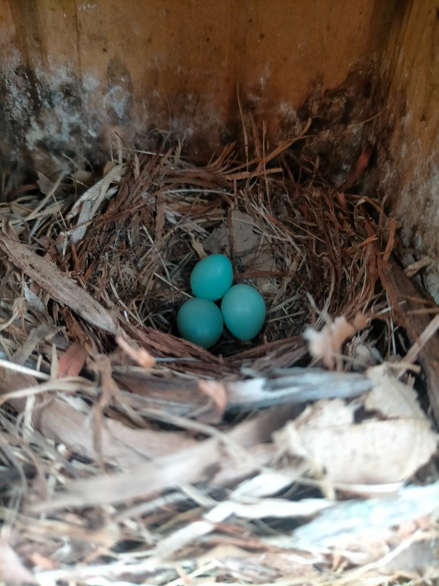 鋼のヨタカ。 tweet media