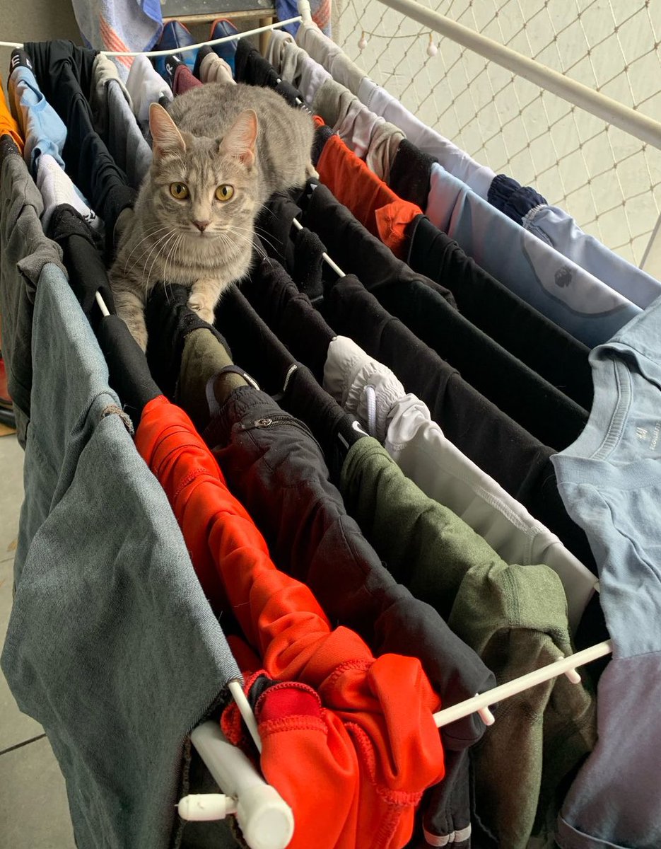 yo: lavo la ropa para sacar los pelos del gato

el gato: