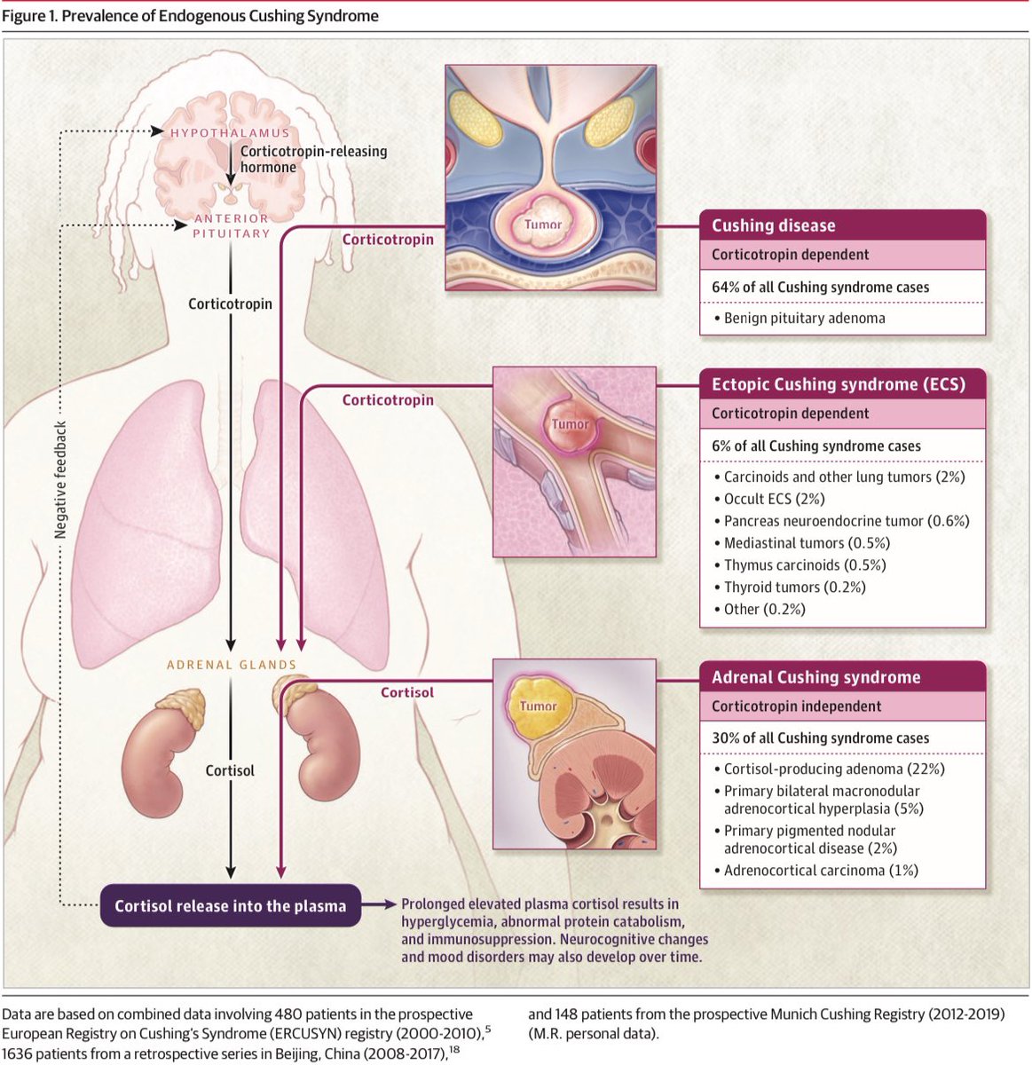 Medicina Interna | CMNO tweet media