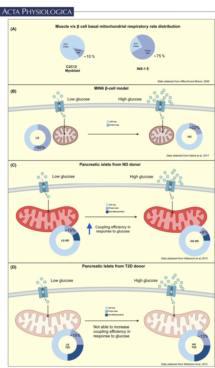 I am delighted to share that our latest review article, which delves into the unique metabolic characteristics of beta cells, has now been published in 'Acta Physiologica'. onlinelibrary.wiley.com/doi/10.1111/ap…