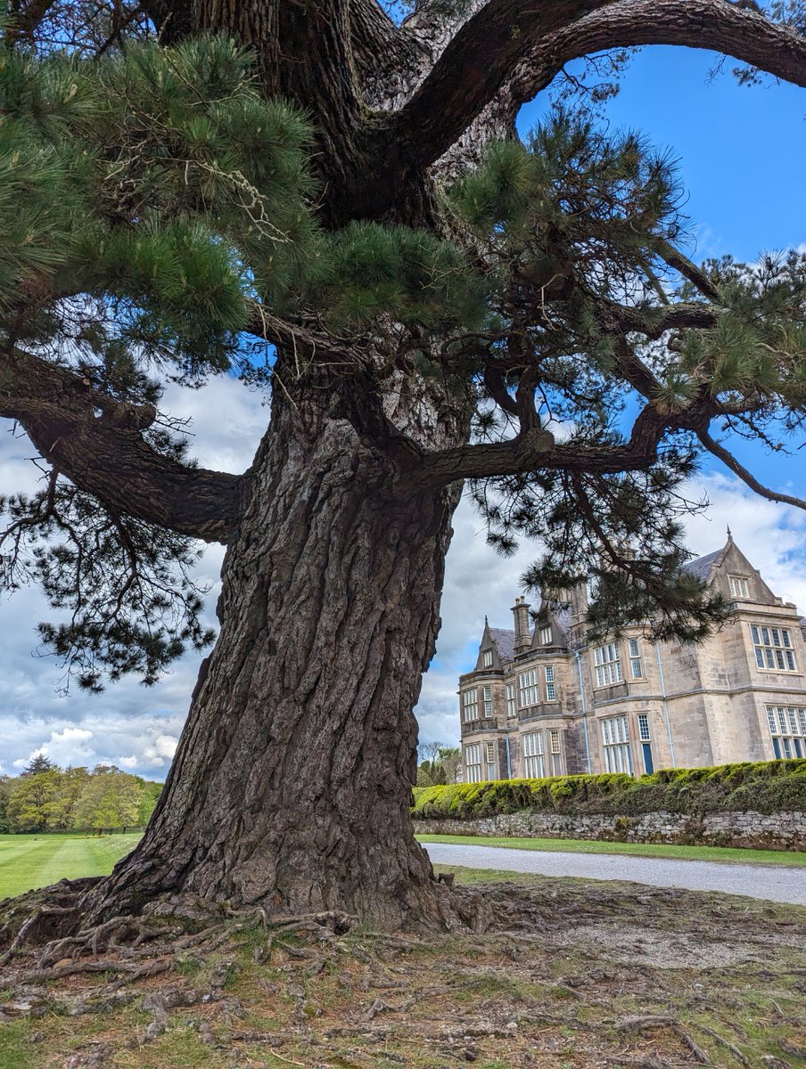 Big old tree by the Muckross House in the Killarney National Park, Killarney Kerry

#thicktrunktuesday #treeclub #NaturePhotography #NatureBeauty #NatureBeautyX #trees #GardenersWorld #GardeningX #trees