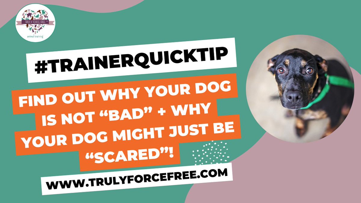 forcefree_pets's tweet image. 🐶💗#trainerquicktip Find out WHY your dog IS NOT BAD but JUST SCARED!

youtu.be/TomaDWeADQI