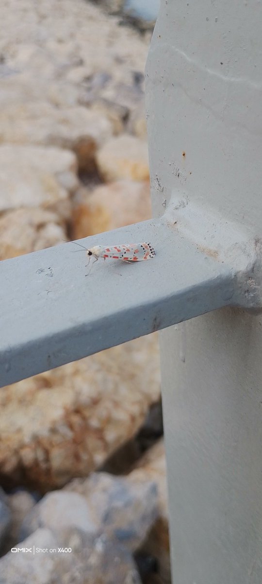 Ouzhan48179287's tweet image. Who is that Pokemon? #hangitür #böcek #bugtype