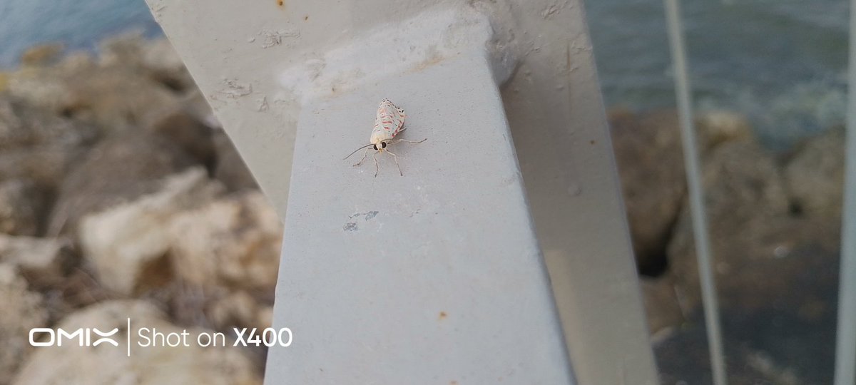 Ouzhan48179287's tweet image. Who is that Pokemon? #hangitür #böcek #bugtype