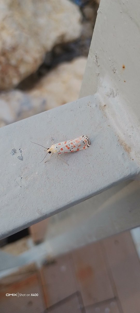 Ouzhan48179287's tweet image. Who is that Pokemon? #hangitür #böcek #bugtype