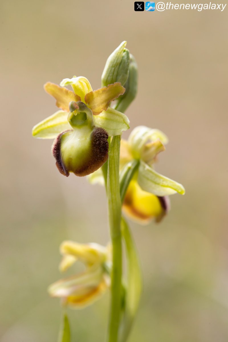 26/4/24 Kent - Dropped by Kent in preparation of our @Mariposa_Nature orchid tour in early June that I'm co-leading with @dunnjons. Was a nice excuse to catch up with this awesome mirrorless Early Spider #Orchid (Ophrys sphegodes). Reminds me of my hairline! #wildflowerhour