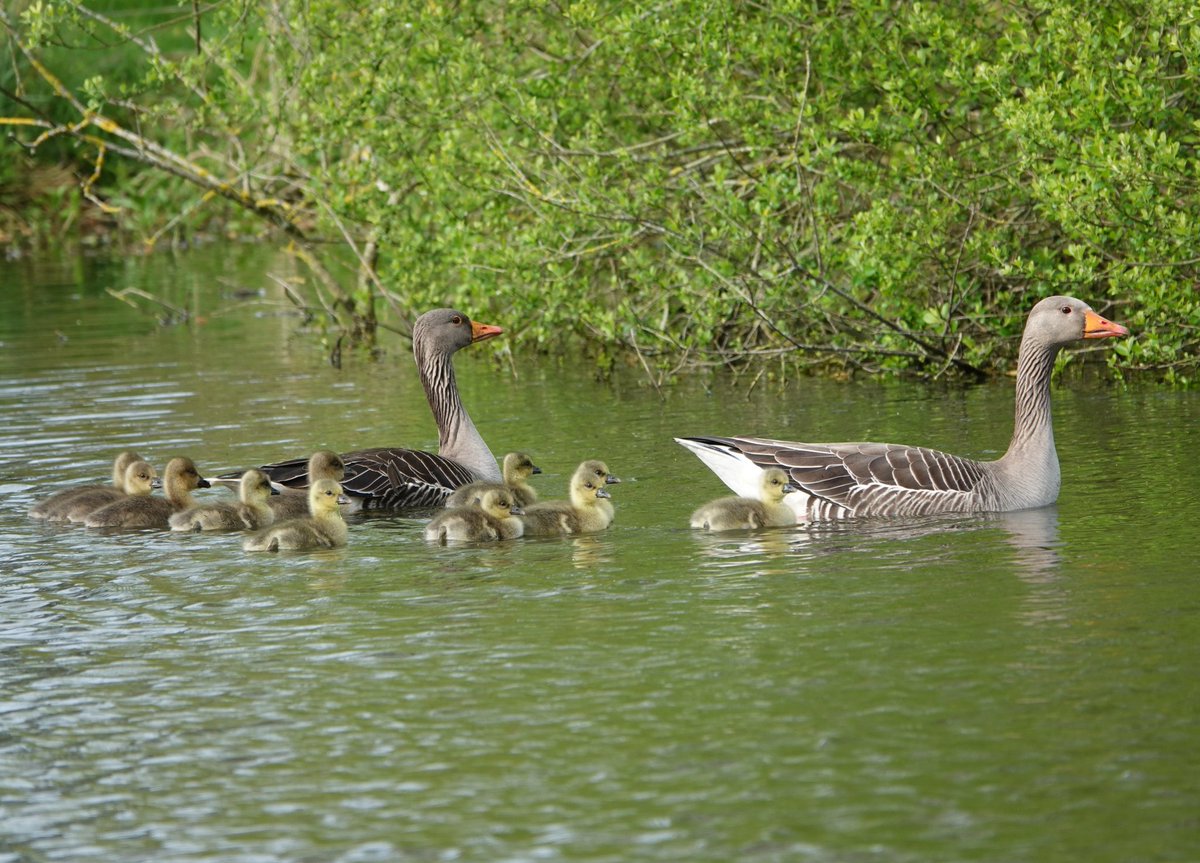 Greylag geese (Anser anser) with their 11 newly hatched goslings on the 'Dog pond' @AlthorpHouse today. 
Proud parents indeed.
Conservation@althorp.com #wildfowl