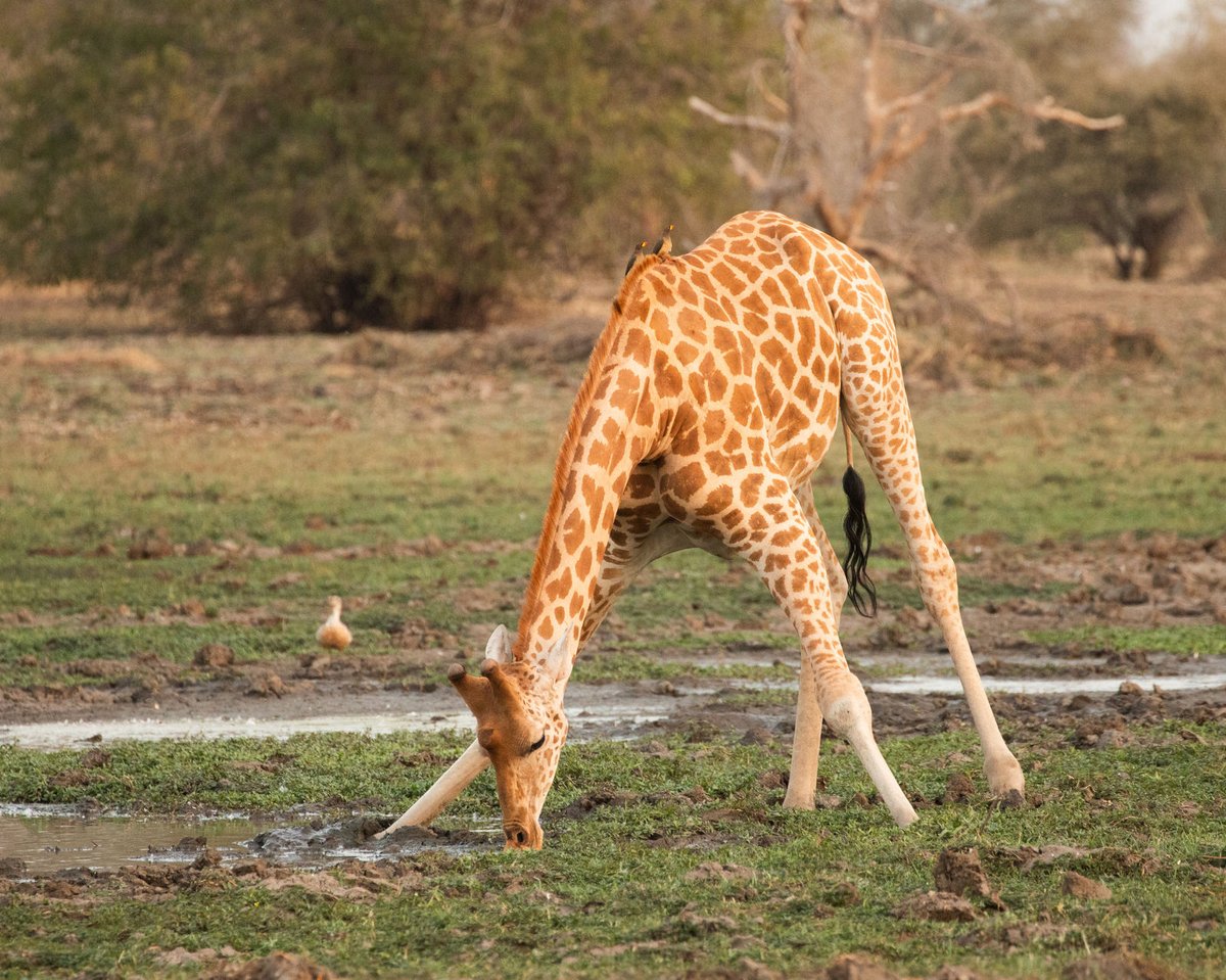 AfricanParks tweet picture