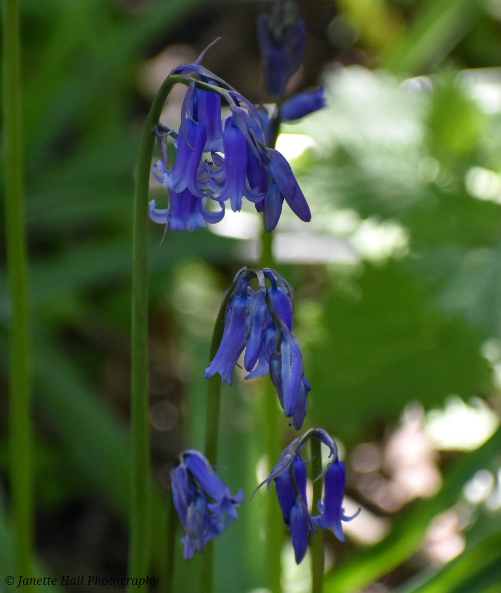 Bluebells 💙💜
#bluebells #purple #weather #loveukweather #lancashire #colours #color #nature #NaturePhotography #NatureBeauty #naturelovers #sky #sun #flowers