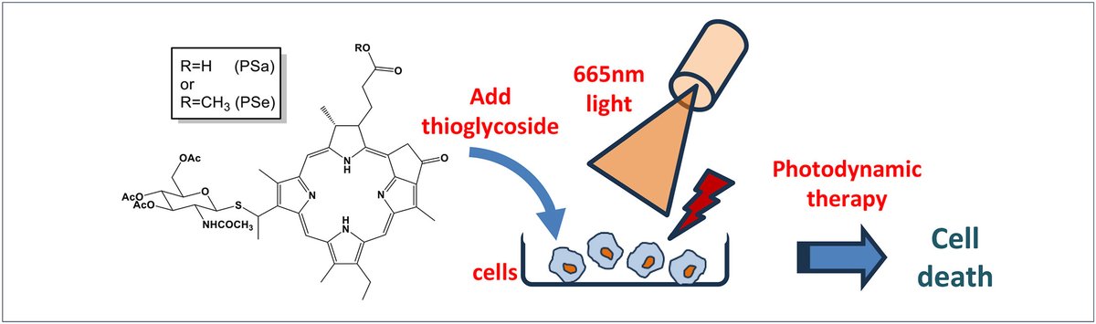 Sriram Neelamegham (@neel_lab) on Twitter photo Happy to share our paper with <a href="/jflovell/">Jonathan Lovell</a> and Khushi Matta, showing that coupling GlcNAc to porphyrin derivatives enhances cell penetration and light-induced cancer cell death. #PDT #glycotime dlvr.it/T5kw95 Happy to share our paper with <a href="/jflovell/">Jonathan Lovell</a> and Khushi Matta, showing that coupling GlcNAc to porphyrin derivatives enhances cell penetration and light-induced cancer cell death. #PDT #glycotime dlvr.it/T5kw95