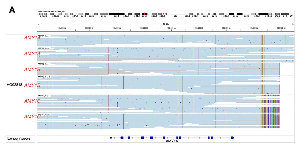 Paraphase: a @PacBio #bioinformatics tool for haplotyping segmental duplication genes. Applied to 160 locus, resolved copy numbers, de novo mutations, pseudogenes, low diversity gene example AMY1 as shown below. biorxiv.org/content/10.110…