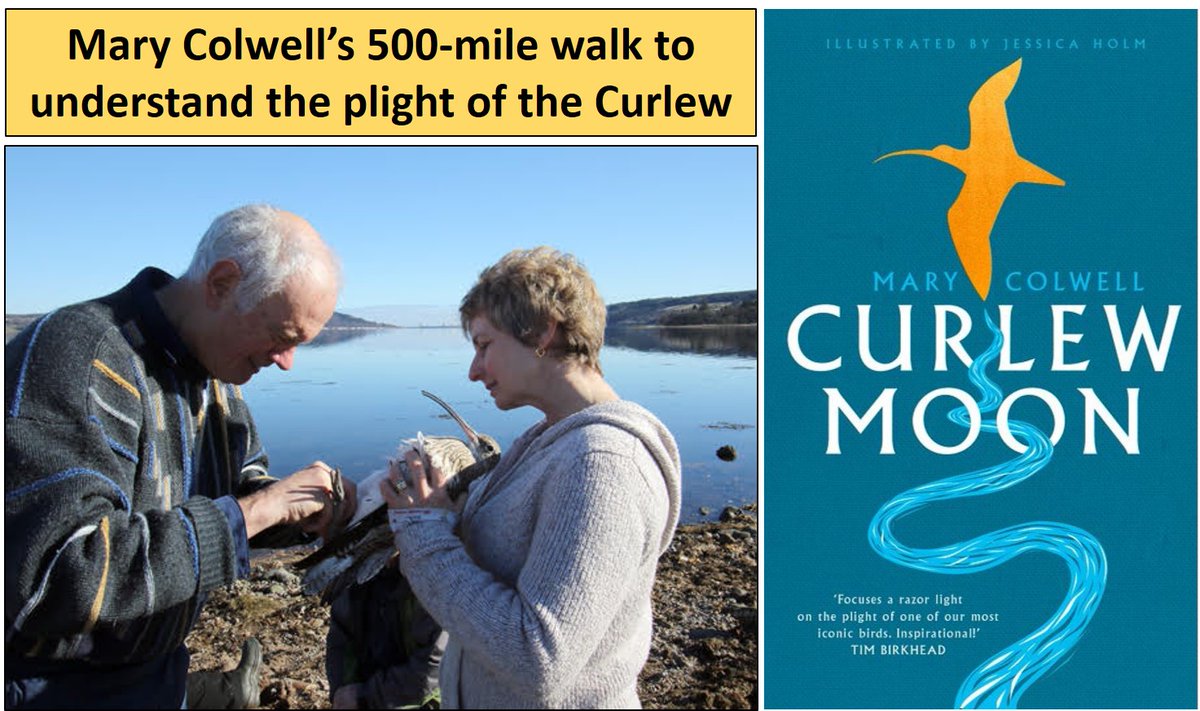 Passionate about #Curlew? Mary Colwell (a.k.a. @curlewcalls) certainly is! On this day in 2018, I wrote a blog about her wonderful book, 'Curlew Moon'. 🎂6⃣ Start with the blog - then buy the book! wadertales.wordpress.com/2018/04/29/cur… #waders #shorebirds #ornithology