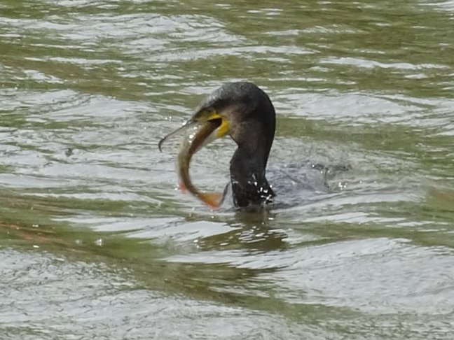 BirderWorcs's tweet photo. Cormorant vs Perch on the River Severn in Diglis #Worcester this afternoon! @CRTWestMidlands @CanalRiverTrust @Natures_Voice @WorcsWT @Team4Nature @worcesternews @BirdWatchingMag #WorcestershireHour https://t.co/0e3d6qSWe6