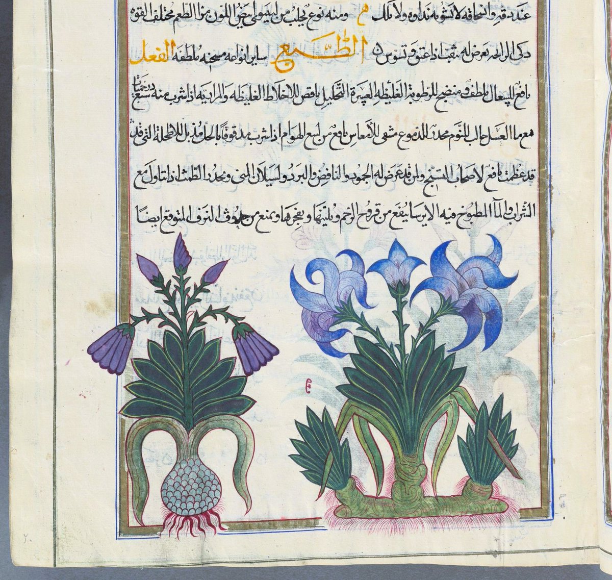 Iris, from a 19c Fi Hayula al-Tibb 
#ManuscriptMonday #islamicart