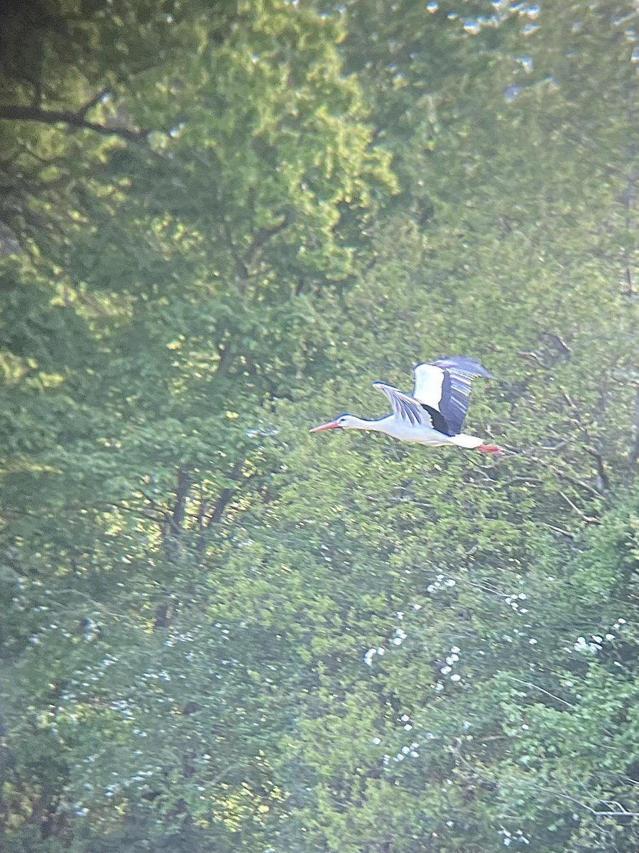 Little bit of #PWC2024 magic this evening as I found a White Stork on my patch. Lifetime ✅ and would never imagine I’d find one just up the road.  Typically I didn’t have my camera with me but got a couple of snaps through my binos.  @PatchBirding