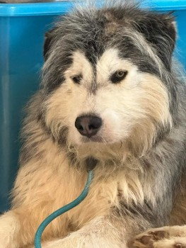 🆘28 APR 2024 #Lost ALBUS #RESCUE Grey & White Male Timid & Nervous. New to area Firebrass Hill/Cat Lane #Wallingford #RiverThames #Oxfordshire #OX10 doglost.co.uk/dog-blog.php?d…