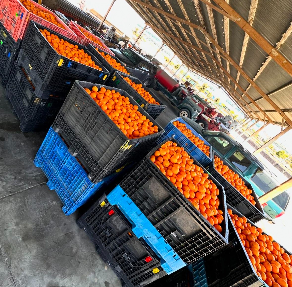 🍊 Squeeze the day! Last week, friends from Boy Scout Troop 14, partners at Village Harvest, and volunteers from Moitozo Family Farm and @2ndharvest harvested 20,000 lbs of citrusy oranges for our clients! Together, we're ending hunger in Silicon Valley. #FeedingSiliconValley