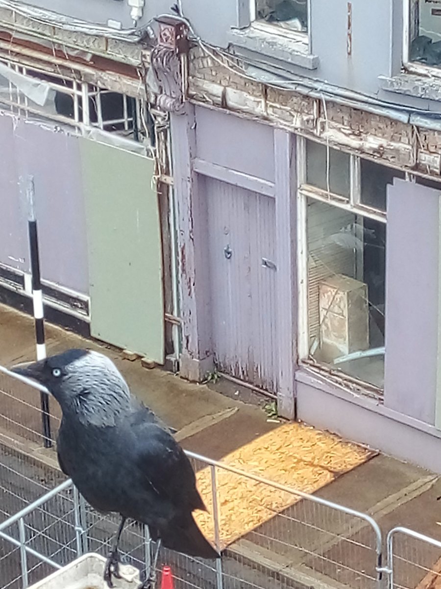 Meanwhile the Jackdaws are eyeing up #vacantireland.

The house is currently occupied by pigeons though.