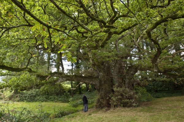 The most famous resident of Bulat-Pestivien, France The tree, not the human 🌳 Photo: Michel Lefrancq