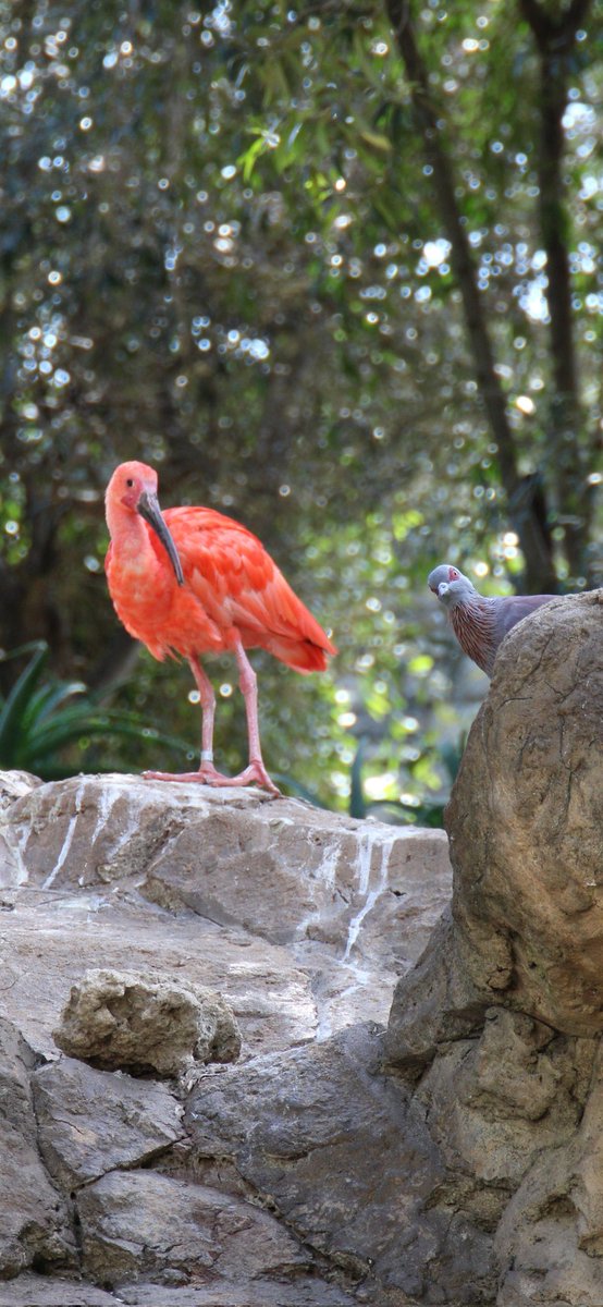 How to photobomb when you are a bird. 😁