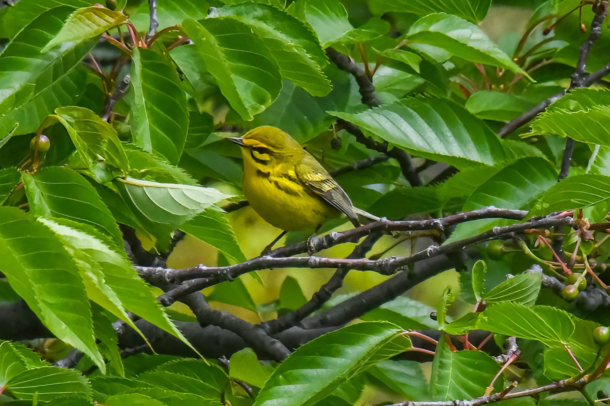 My FOS prairie warbler was foraging inside a tree but came out for a bit delighting a lot of birders, yesterday in Central Park #prairiewarbler #springmigration #BirdsSeenIn2024