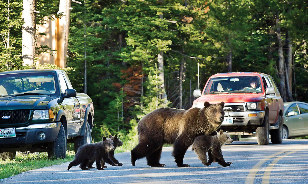 Spring in Montana means that bears are out and about. Learn all about being bear aware here: fwp.mt.gov/conservation/w… Photo: Brenda Ahern