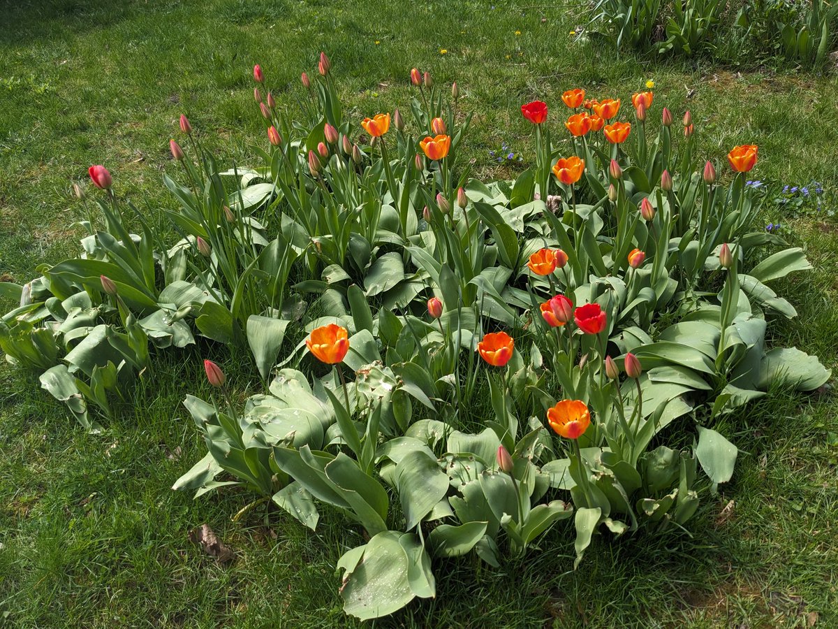 Plants sprouting out of my backyard turned out to be tulips \o/