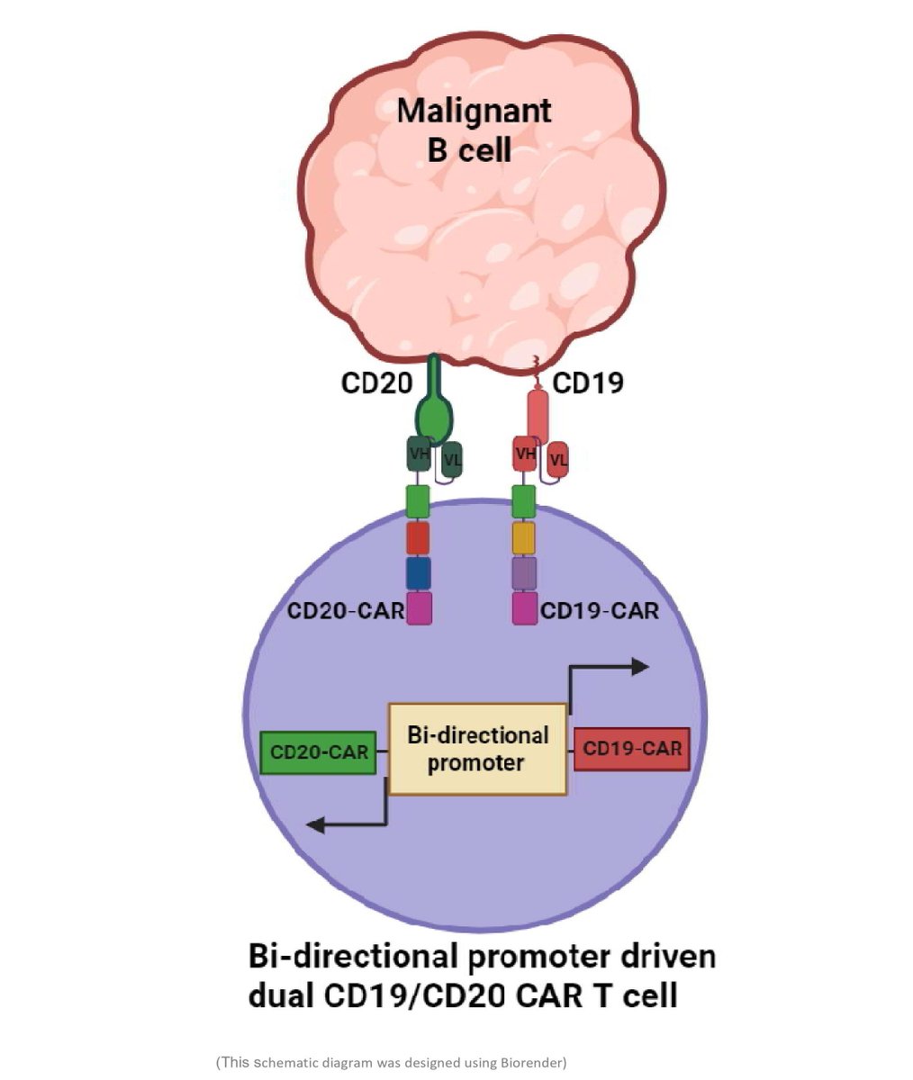 New #JITC article: Development of a compact bidirectional promoter-driven dual chimeric antigen receptor (CAR) construct targeting CD19 and CD20 in the Sleeping Beauty (SB) transposon system bit.ly/4aWuD1u @AlexMcLellan100