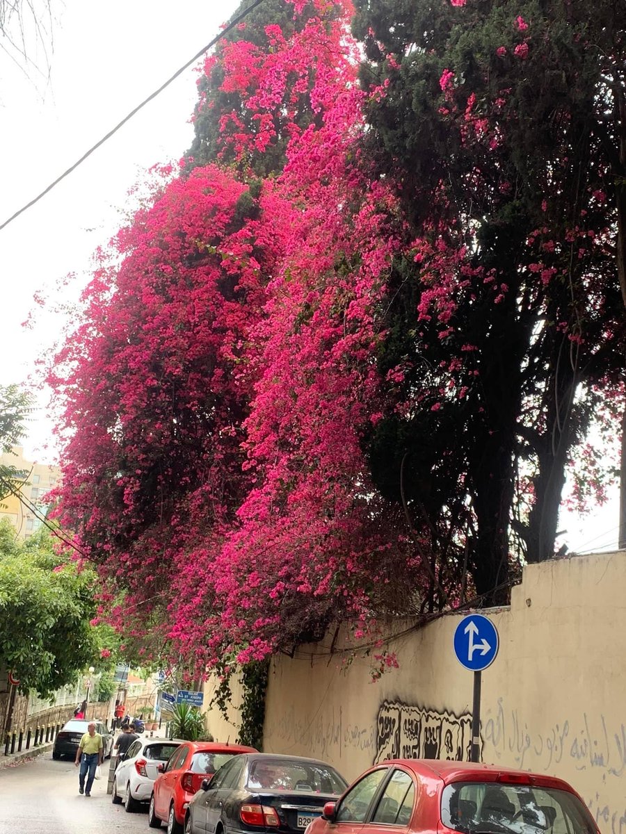 Dans la période plus que tourmentée que vit le Liban, les généreux bougainvilliers qui ornent les rues de Beyrouth (ici Achrafieh) apaisent et inspirent à un peu de poésie et d’espoir de lendemains plus fleuris et tintés d’optimisme.