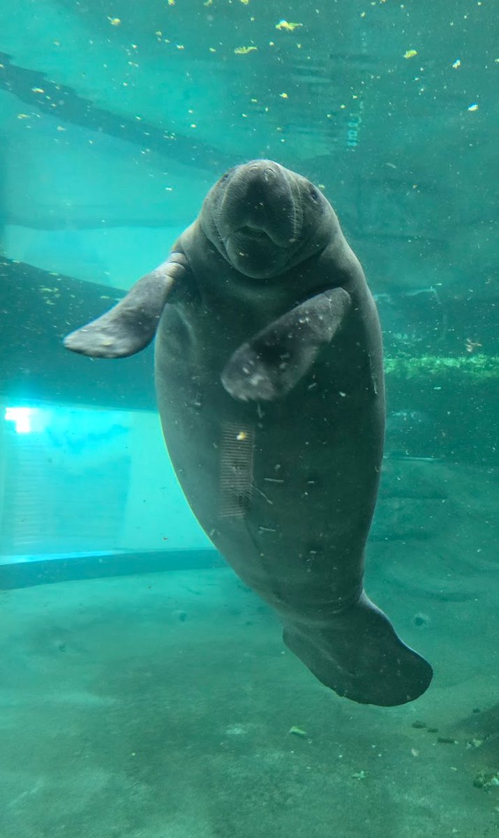 We bet you didn't know this! Manatees are excellent swimmers despite their size and shape. They can swim up to 20 miles per hour (32 km/h) in short bursts but typically cruise at around 5 miles per hour (8 km/h). They're surprisingly agile in the water! 🌊 #ManateeMonday