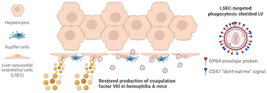 Online today! GP64-pseudotyped lentiviral vectors target liver endothelial cells and correct #HemophiliaA mice. By M. Milani, A. Cantore & colleagues @SanRaffaeleMI #GeneTherapy 👉doi.org/10.1038/s44321…